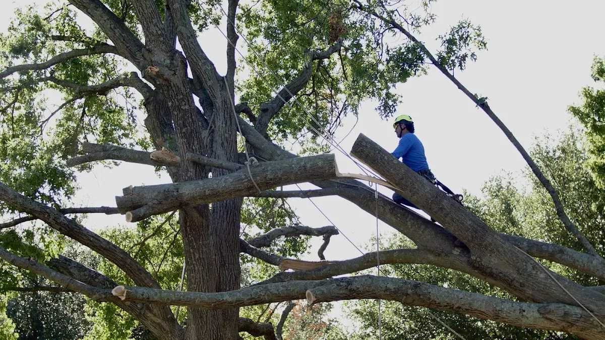 Professional Crown Thinning performed by certified arborists in La Fontaine