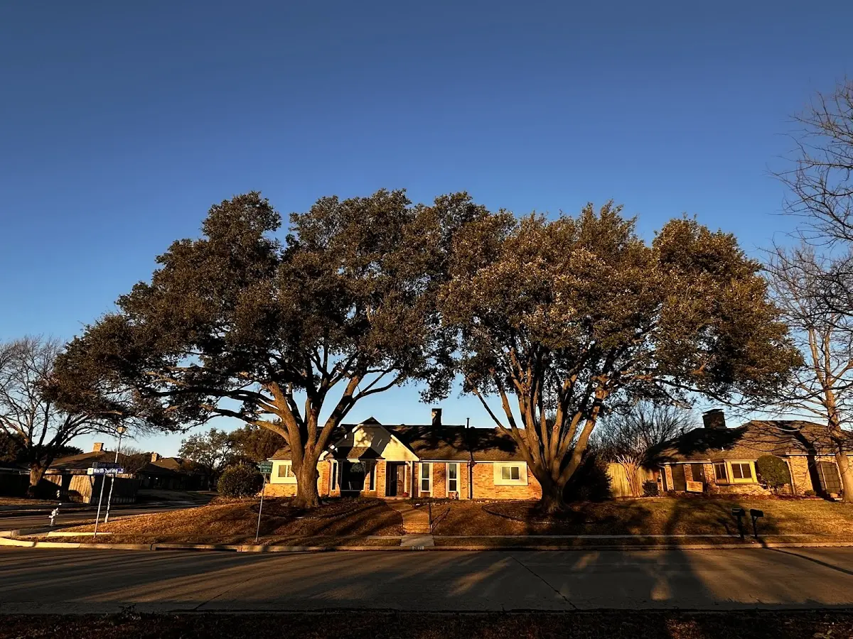 Established residential canopy tree shading a home in La Fontaine