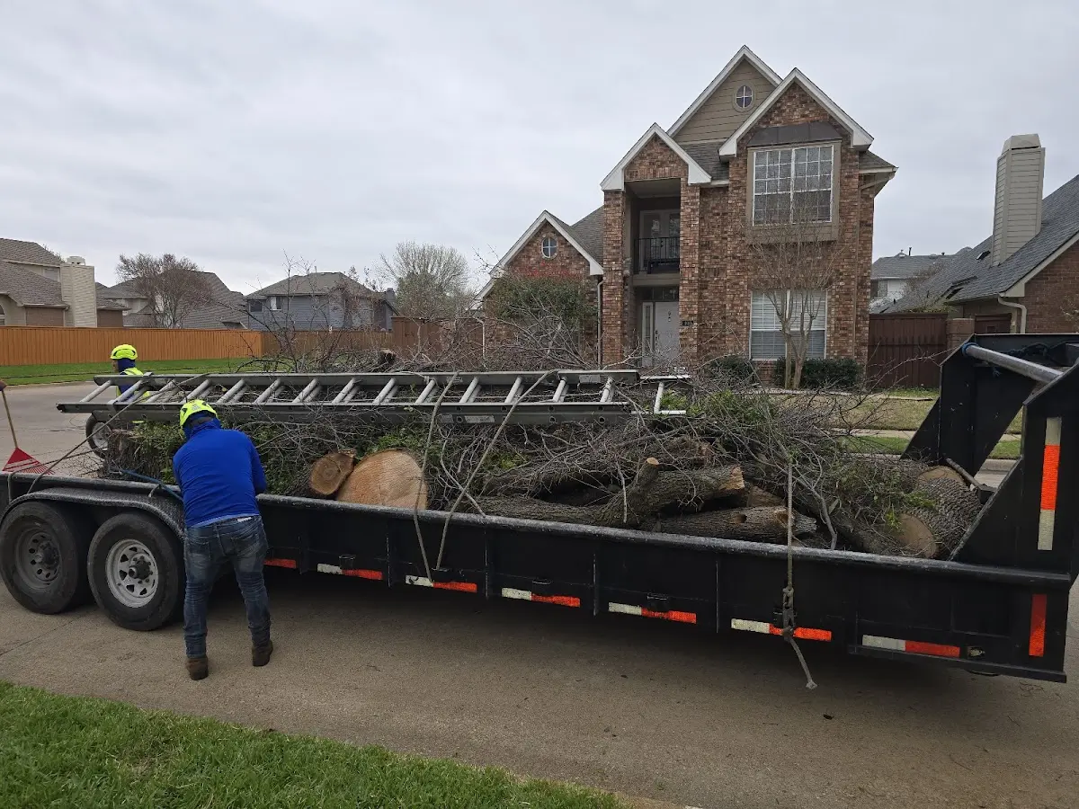 Expert Tree Pest Control with proper safety equipment in La Fontaine